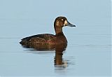 Greater Scaupborder=